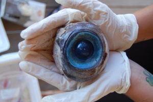 Swordfish eyeball