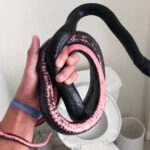 snake in toilet